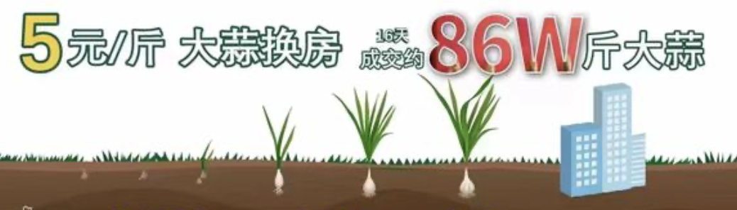 小麦大葱皆可首付